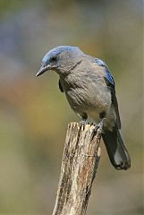 Mexican Jay